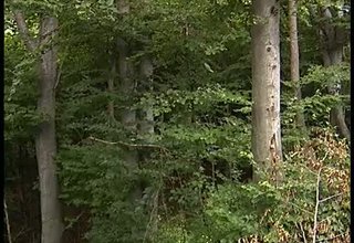 Ботевградчанинън Цено Ценов е един от членовете на работната група, която изготви новия закон за горите Скрийншот