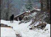 Жители на Зелин протестират срещу сеч в гората