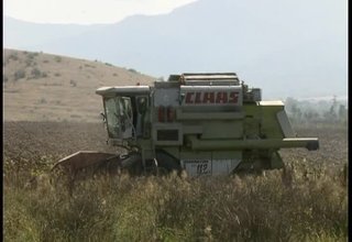 Изключително слаба реколта от слънчоглед, отчитат земеделците в района Скрийншот