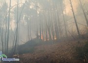 Гори гората над Стубеля!