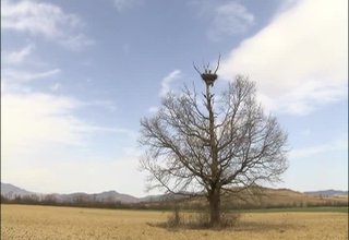 Първите щъркели пристигнаха в защитената местност Дренето Скрийншот