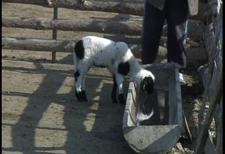 Няма да има драстично поскъпване на агнешкото месо за Великден, обещават собственици на ферми Скрийншот