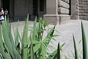 България се нареди сред най-смахнатите истории на 2008 г.