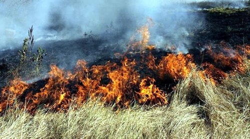 Забраняват косенето и почистването на пасища за 2 седмици