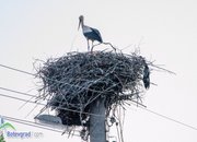 Пожарникари свалиха умряло щъркелче от гнездо