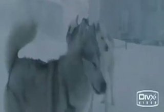 И Те Имат Чувства Също Като Нас 2 Скрийншот