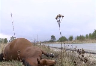 Отново безстопанствени коне предизвикаха катастрофа на ПиК-а Скрийншот