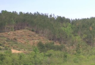 Над 35 декара площи са залесили от Горското стопанство в Ботевград през тази пролет Скрийншот