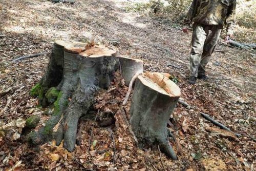 Акт по Закона за горите e съставен на лице, извършващо незаконна сеч в Радотина