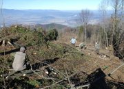 Горските площи, унищожени при миналогодишния пожар в м. Стубеля, ще бъдат залесени