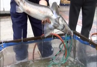 В навечерието на Никулден цената на рибата има леко повишение спрямо миналата година Скрийншот