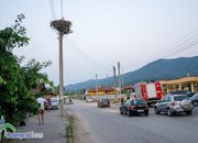 Пожарникари свалиха умряло щъркелче от гнездо