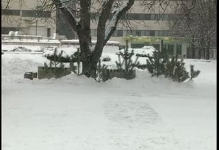 Служители на Горското стопанство вчера конфискуваха борчета, които бракониер продаваше в центъра на Ботевград Скрийншот