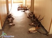 Местните криминалисти разкриха кражба на голямо количество ловни трофеи