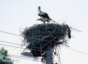 Пожарникари свалиха умряло щъркелче от гнездо