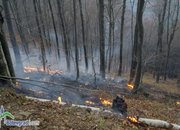 Гори гората над Стубеля!