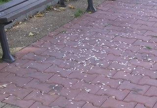 Протест на жителите на Врачеш Скрийншот