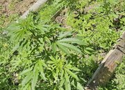 Значително количество наркотици са иззети при полицейски операции в Софийска област
