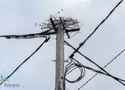 Осигурен е дом за двойката щъркели на ул. „Преслав“ 44