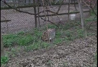 Умрял щраус се разлага в двора на къща на ул."Зелинград" Скрийншот