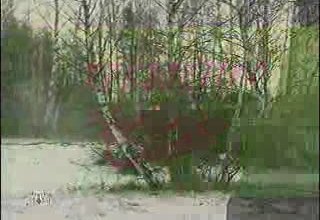 Военное дело - Хризантема Скрийншот
