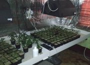 Оборудвана наркооранжерия е разкрита при съвместна операция на служители на ОДМВР - София и Агенция „Митници“
