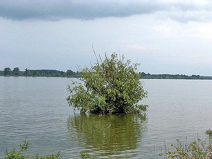 Видинско залято от подпочвени води