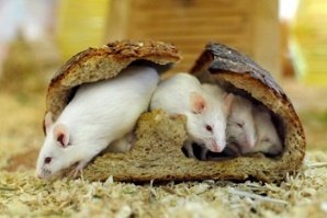 Мишка уби змия