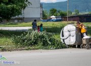 Продължават наглите набези над липите в Ботевград