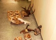Местните криминалисти разкриха кражба на голямо количество ловни трофеи