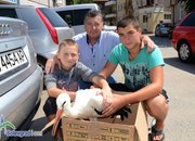 Момчета от Скравена спасиха болен щъркел