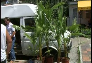 Палми се продаваха днес на пазара в Ботевград Скрийншот