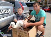 Момчета от Скравена спасиха болен щъркел