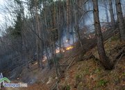 Гори гората над Стубеля!