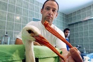 Щъркел се сдоби с изкуствена човка