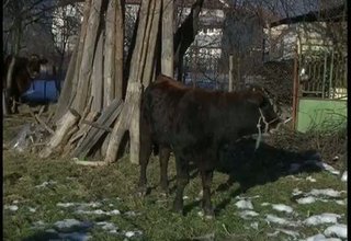 Забранявато отглеждането на крави и коне в регулационните граници на Ботевград Скрийншот