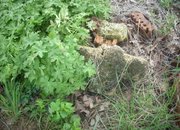 Утре е храмовият празник в Рибарица