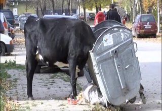Стадо крави се изхранват от контейнерите в квартал Север Скрийншот
