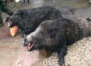 Два глигана отстреляха ловците от Врачеш