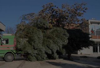 Монтираха коледната елха на площад „Освобождение” Скрийншот