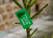 Живи елхи на цена 24 и 36 лева продават в Горското