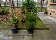 Живи елхи на цена 24 и 36 лева продават в Горското