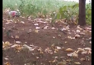 Плъхове в градинката на централния булевард „България” в Ботевград Скрийншот