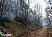 Гори гората над Стубеля!