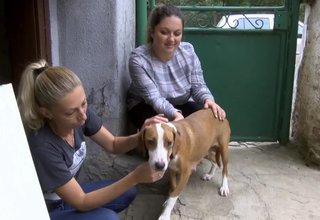 Зачестяват случаите на изхвърлени домашни кучета, алармират природозащитници Скрийншот