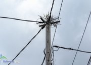 Осигурен е дом за двойката щъркели на ул. „Преслав“ 44