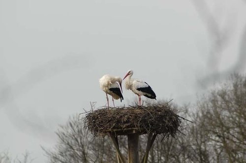 Щъркели долетяха в симитлийското село Железница