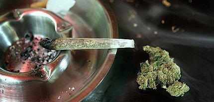 Обраха канабиса на бургазлии