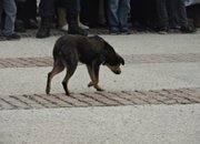 Деветнадесетият Зетьовски празник мина в историята