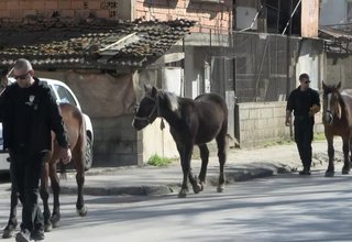 Глоба от 700 лева плати собственик на коне, които вчера бяха задържани в общинския капан за безстопанствени животни Скрийншот